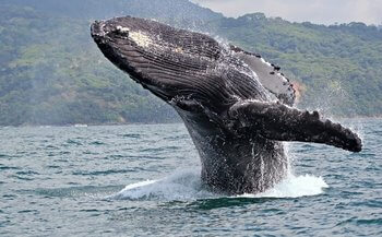 ballenas en canada