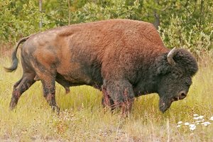 bisonte canada bufalo