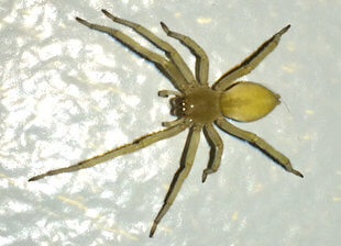 cheiracanthium araña de saco amarillo