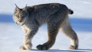 lince canadiense