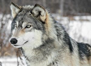 lobo gris comun