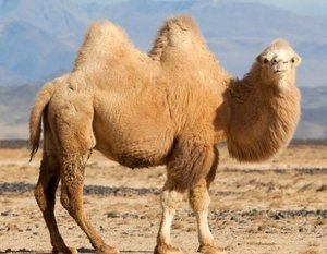 camello bactriano
