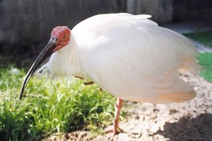 ibis nipon