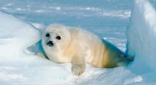Flora y fauna del Polo Norte ▷ ???? Vegetación y ???? animales árticos