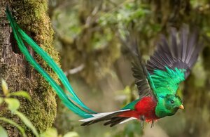 pajaro quetzal