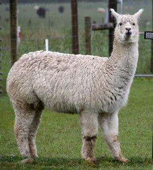 alpaca animal tipico de bolivia
