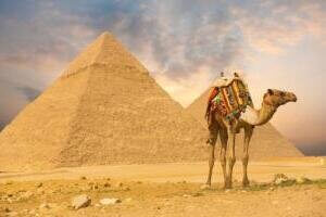 camello dromedario fauna egipto