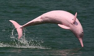 delfin rosado del amazonas