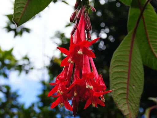 fucsia boliviana flora bolivia