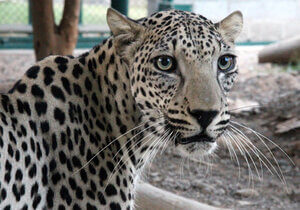 leopardo de arabia